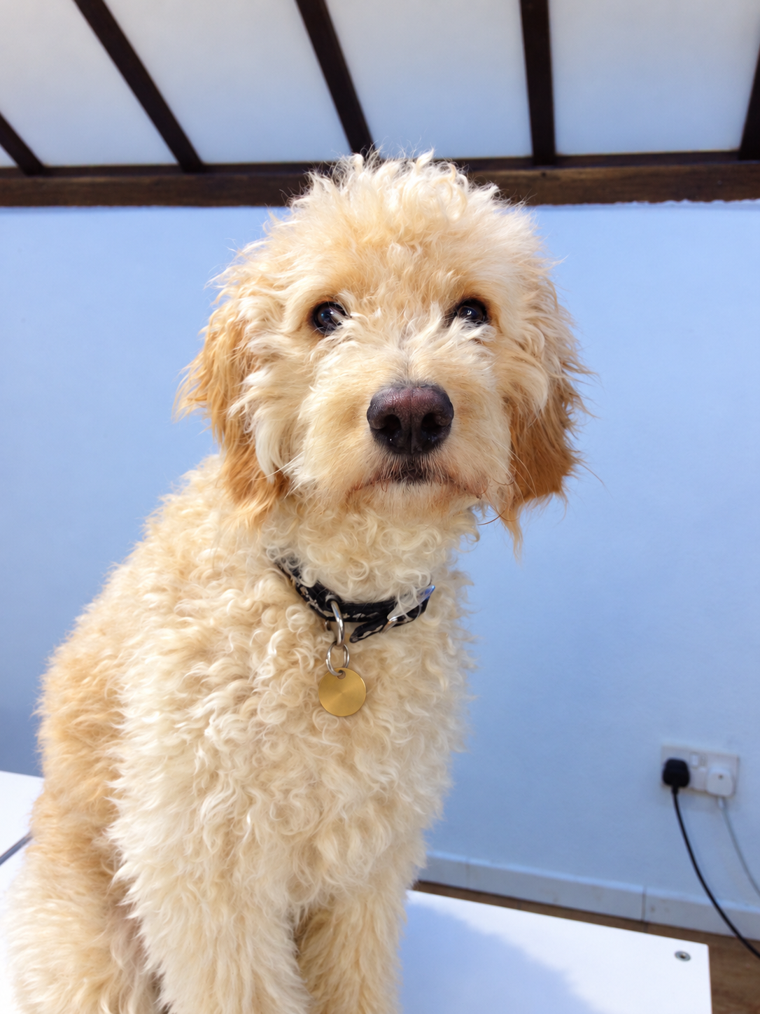 Baxter, our 11-year-old Cavapoo and Staff Welfare Officer