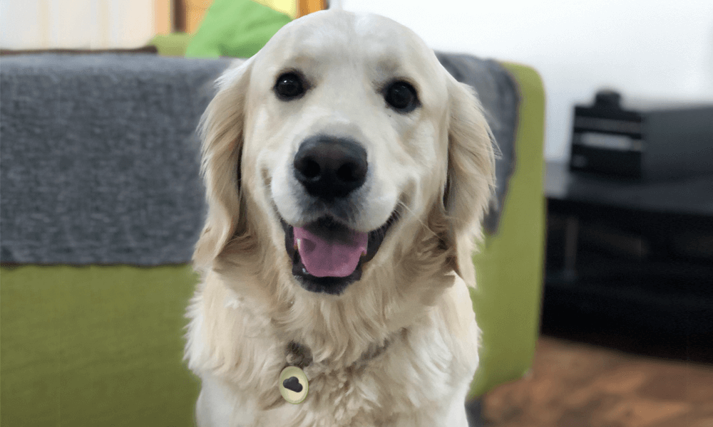 Monty, Email Blaster’s golden retriever and unofficial office manager